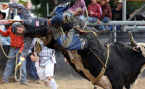 ANOTHER DOWN: Cowboys had their work cut out straddling some fiery bulls at the Emerald Rodeo and (inset) a future cowboy takes in the ring-side action. Photos: Terry Hill ANOTHER DOWN: Cowboys had their work cut out straddling some fiery bulls at the Emerald Rodeo and (inset) a future cowboy takes in the ring-side action. Photos: Terry Hill